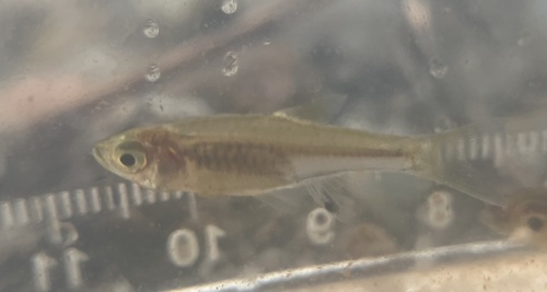 Bangka-rasbora (Rasbora bankanensis) — Cyprinidae — 5