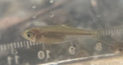 Rasbora bankanensis