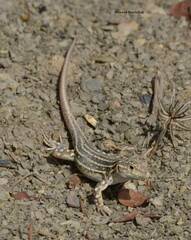 Acanthodactylus erythrurus