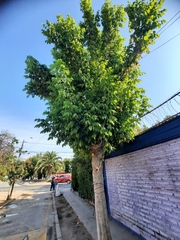 Acer negundo