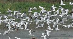 Chroicocephalus ridibundus