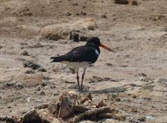 Haematopus ostralegus