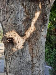 Acer negundo