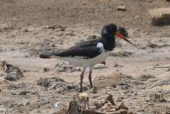 Haematopus ostralegus