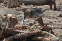 Calidris alpina