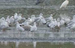 Chroicocephalus ridibundus