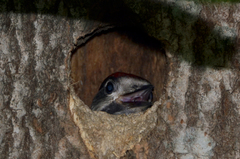Dendrocopos major