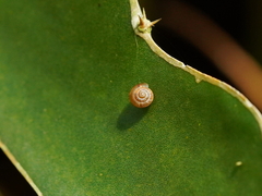 Aegista