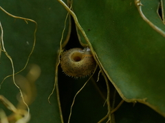 Aegista