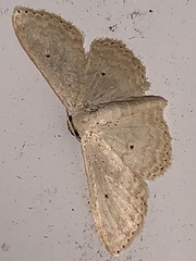 Scopula benitaria