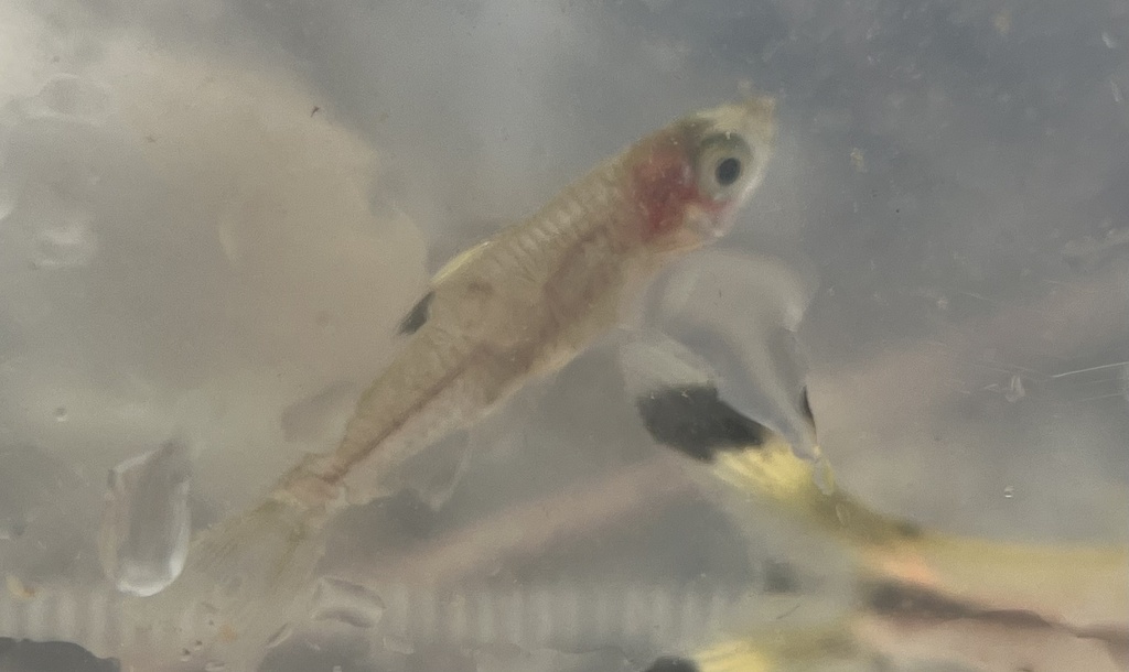 Eyespot rasbora
