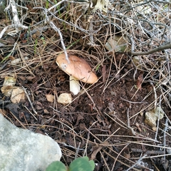 Suillus bellinii