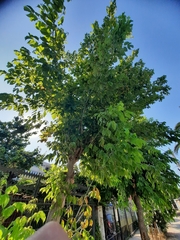 Acer negundo
