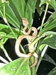 Bothriechis lateralis