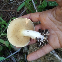 Suillus bellinii