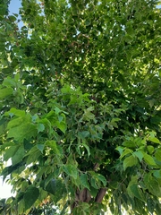 Acer negundo