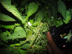 Hyla arborea