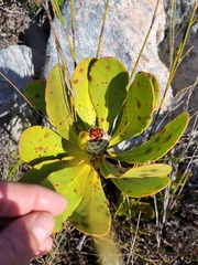 Protea speciosa