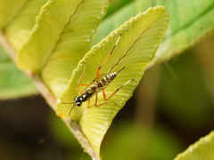 Echthromorpha agrestoria