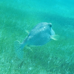 Lactophrys bicaudalis