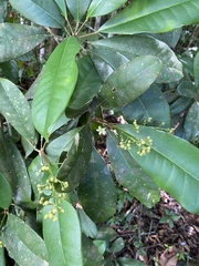 Esenbeckia grandiflora