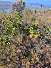 Liparia splendens comantha