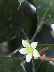 Esenbeckia grandiflora