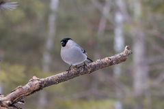 Pyrrhula pyrrhula cineracea