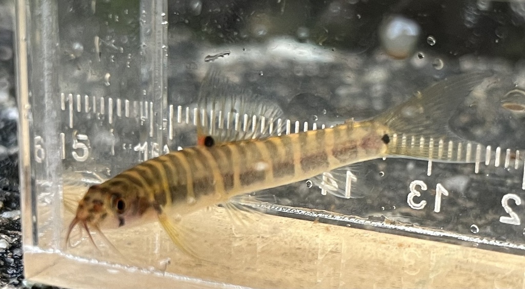 Loche de Selangor (Nemacheilus selangoricus)