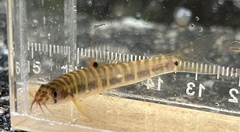 Fighting Loach photo 2
