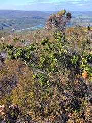 Liparia splendens comantha