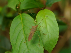 Paradasynus spinosus