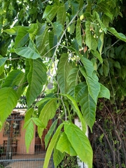 Acer negundo