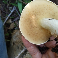 Suillus bellinii