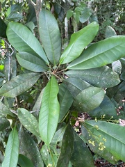 Esenbeckia grandiflora