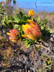 Liparia splendens comantha