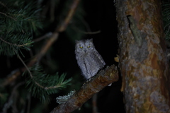 Otus scops