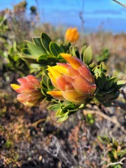 Liparia splendens comantha