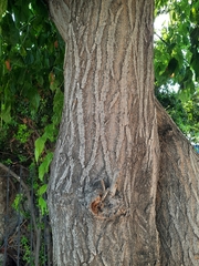 Acer negundo