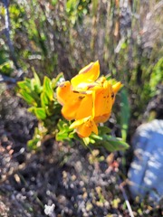 Liparia splendens comantha