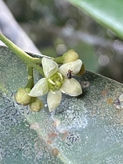 Esenbeckia grandiflora