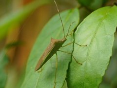 Paradasynus spinosus