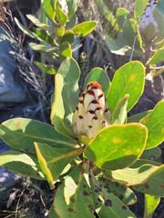 Protea speciosa