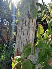 Acer negundo