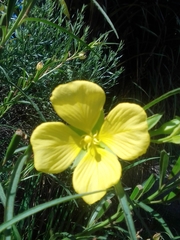 Ludwigia longifolia