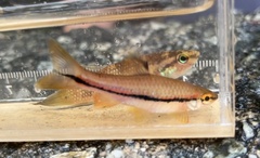 Rasbora