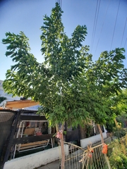 Acer negundo