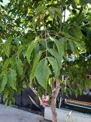 Acer negundo