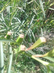 Ludwigia longifolia