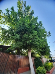 Acer negundo